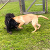 2021_hundeplus_welpen_ef91f5a8-3992-4470-a32b-88cf5de63e18