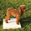 2021_hundeplus_welpen_f6125953-1309-49d4-b661-a211e1a80a5b