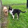 1_2024_hundeplus_welpen_851c422a-7ce5-4980-8bd5-cfe4f1d6303c