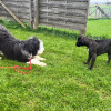 2024_hundeplus_welpen_1a713e77-258c-4f76-acc9-f27ad809de55