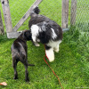 2024_hundeplus_welpen_744719bd-6525-4f33-981d-46597c342de9