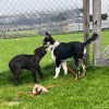 2024_hundeplus_welpen_84d14648-aa53-4531-8dac-f8366b62dbd6
