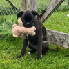 2024_hundeplus_welpen_9dc5ba79-da9d-4b51-8e0f-b558c21242f6