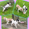 2024_hundeplus_welpen_IMG_0568