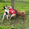 2024_hundeplus_welpen_aa02493e-9f1f-459e-83c8-22dea5930f76