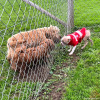 2024_hundeplus_welpen_cb3b3cd2-e5e3-48e1-a36f-540fd9c7f9a5