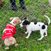 2024_hundeplus_welpen_eb157e43-212f-4329-9a4c-1abe2cb99ea2
