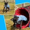 2025_hundeplus_welpen_IMG_5807
