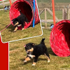 2025_hundeplus_welpen_IMG_5809